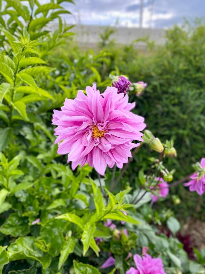 Hospedaje El Girasol Tababela Quito Eksteriør bilde